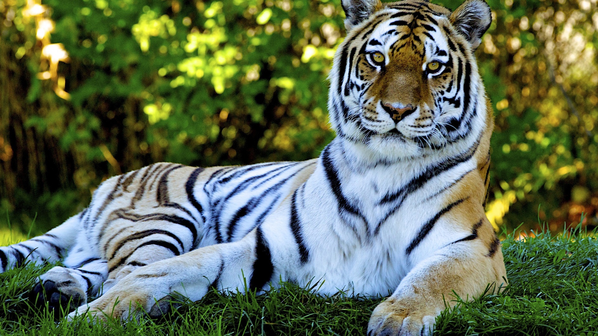 Beautiful Tiger Wallpaper - Tigers Photo Download Hd - HD Wallpaper 