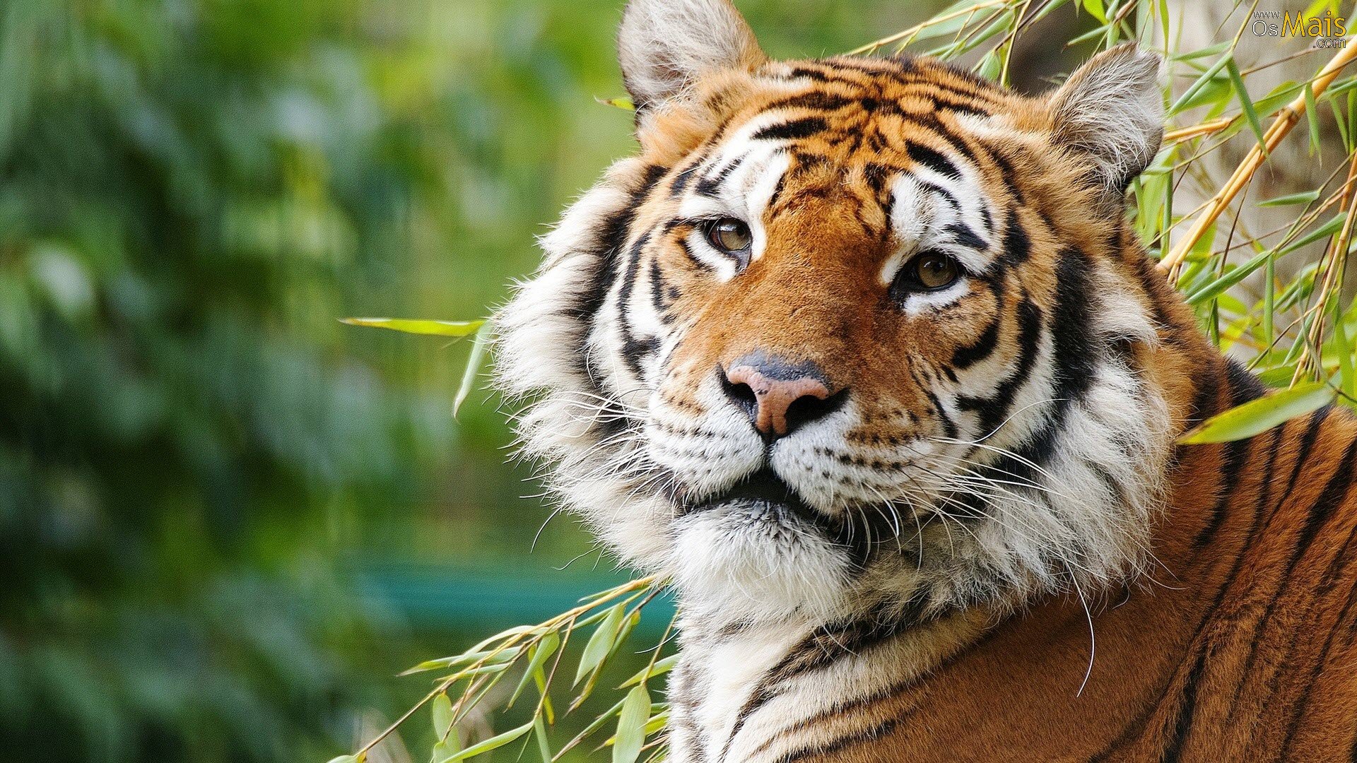 Plano De Fundo Tigre Natureza - HD Wallpaper 