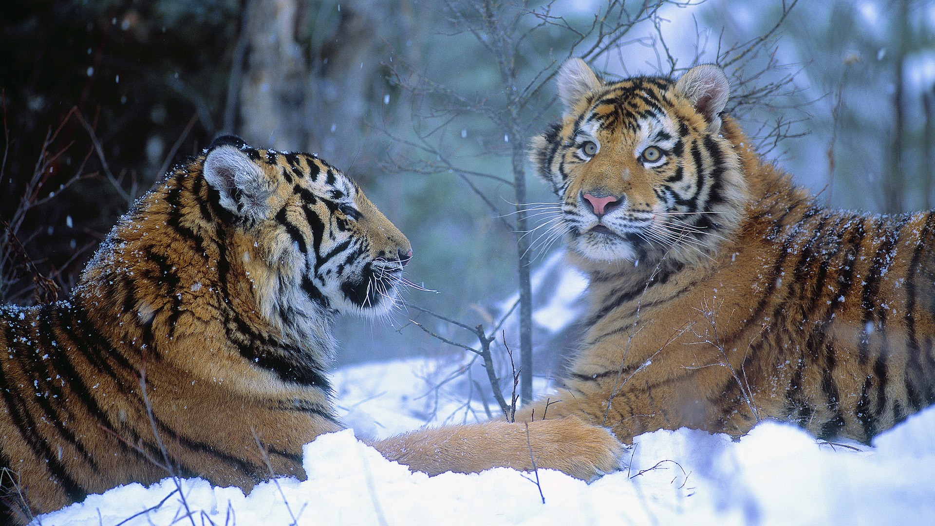 Two Tigers In The Snow - HD Wallpaper 