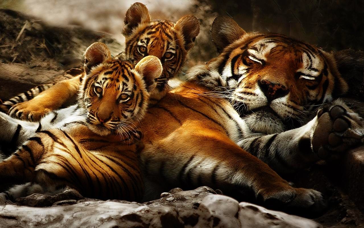 Free Download Tiger Wallpaper Id - Tiger Family Wallpaper Hd - HD Wallpaper 