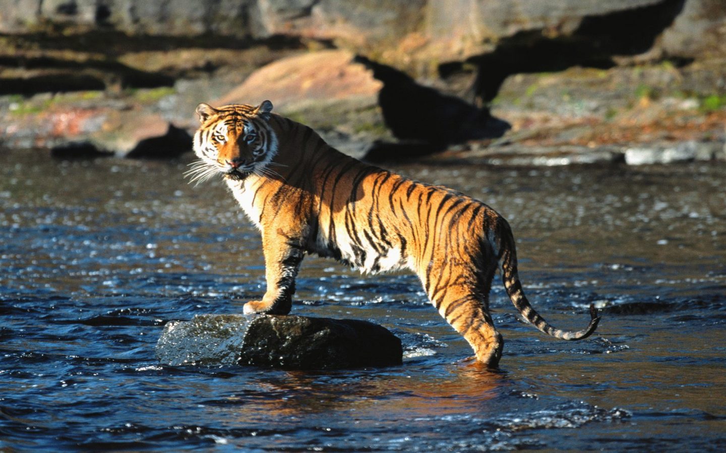 Fondo De Tigres De Bengala A Resolucion - Natural Wildlife Of India -  1440x900 Wallpaper - teahub.io