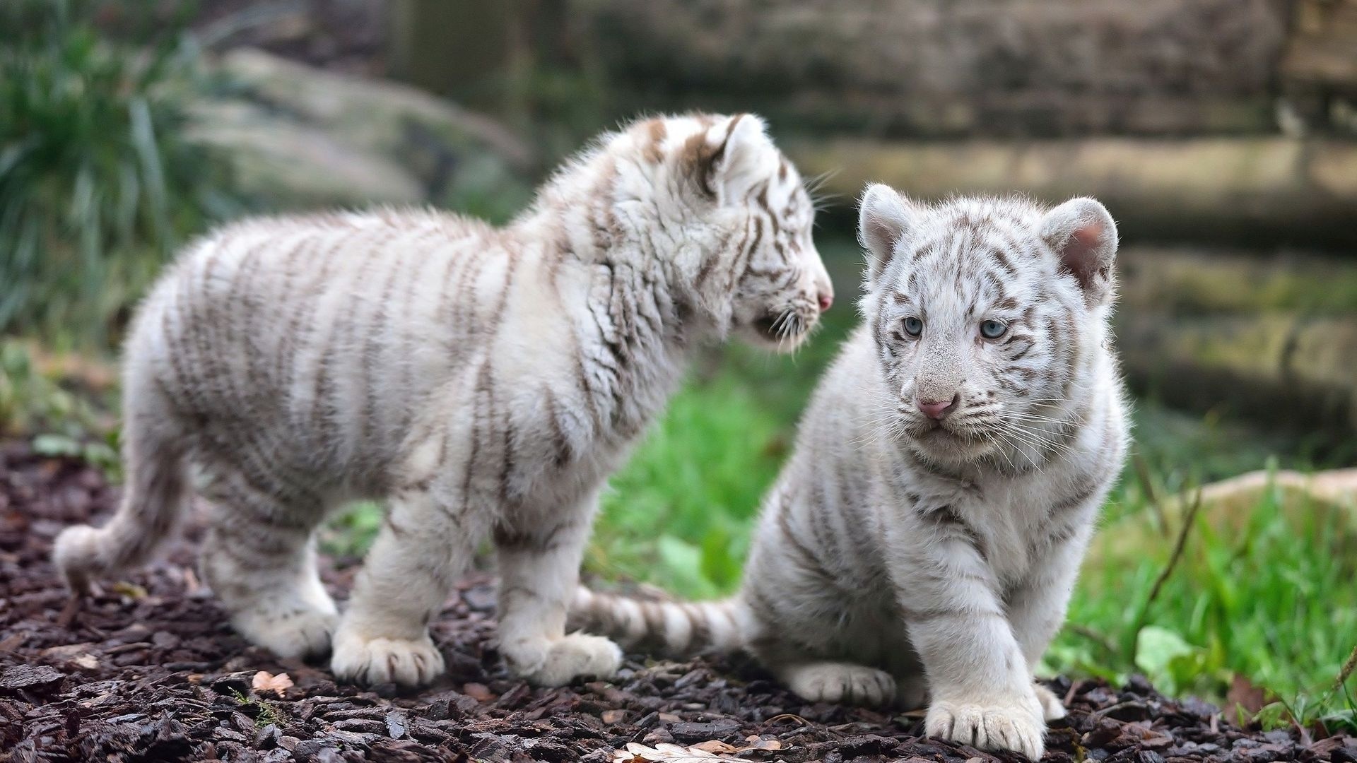 Baby White Tiger - HD Wallpaper 