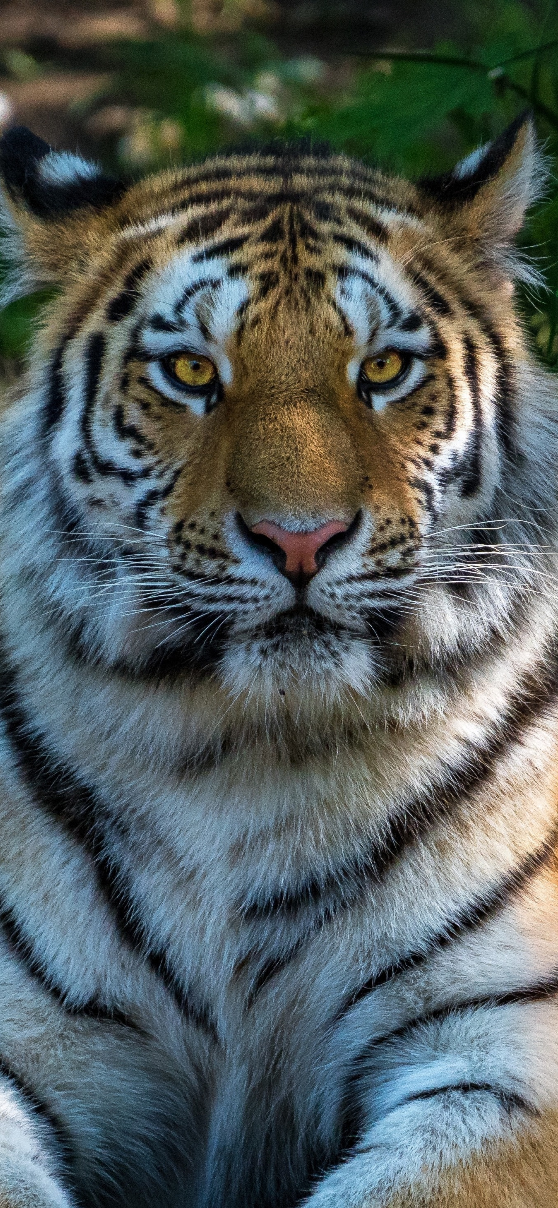 Wild Cat Calm Sit Tiger Animal Wallpaper Iphone Tiger Wallpaper Download 1125x2436 Wallpaper Teahub Io