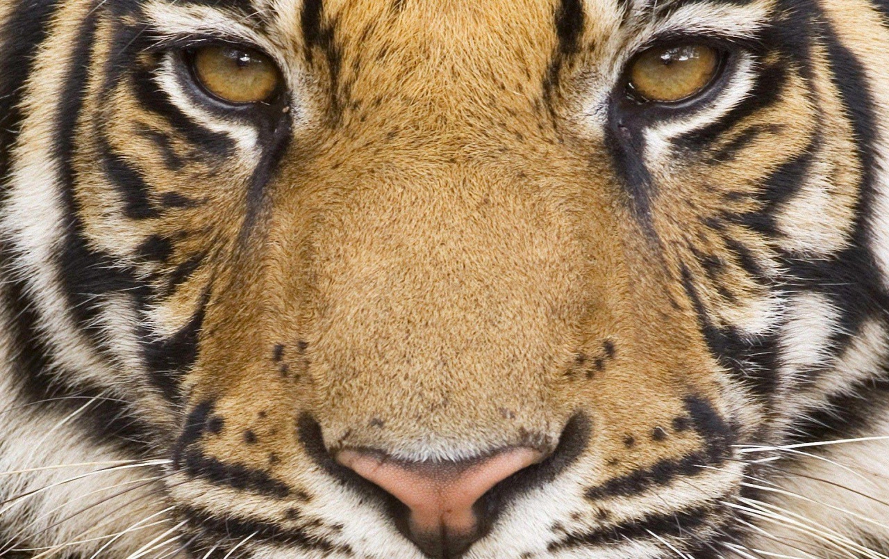 Mighty Tiger Wallpapers - Bengal Tiger Eye Close Up - HD Wallpaper 
