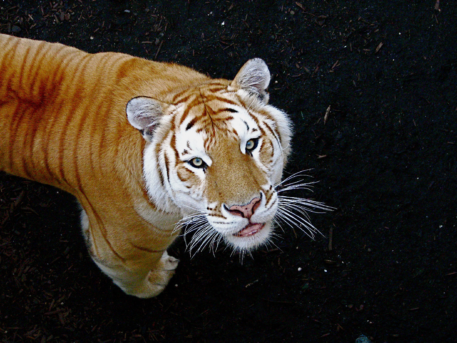 Animal, Tiger, And Nature Image - Golden Tiger Gif - HD Wallpaper 