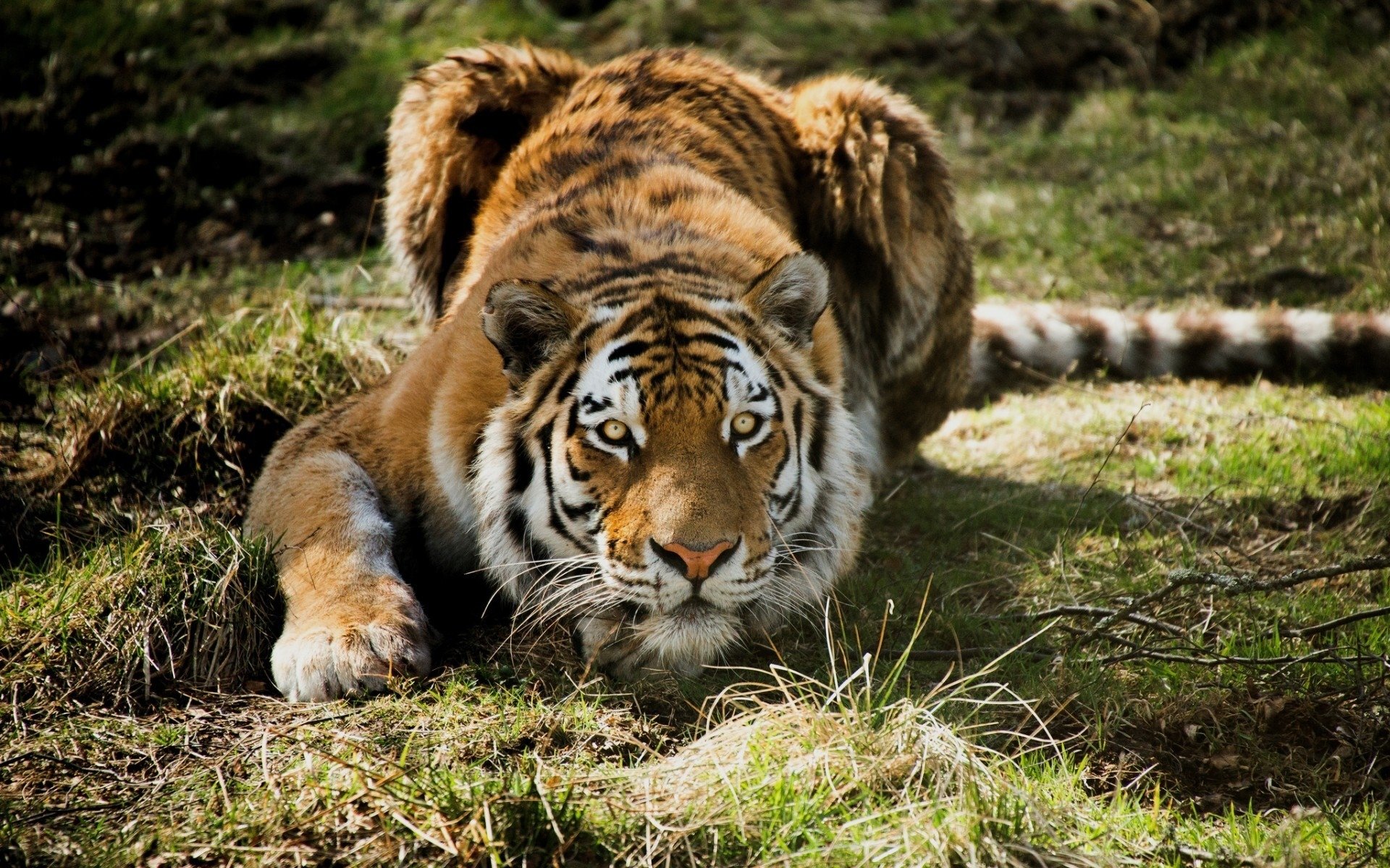 Free Download Tiger Wallpaper Id - Tiger Ready To Attack - HD Wallpaper 