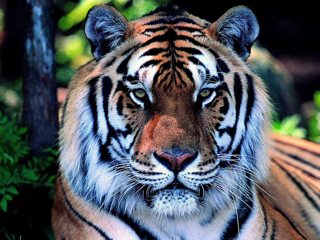 Wallpapers Tigres Hd Wallpapers - Usborne Discovery Big Cats - HD Wallpaper 