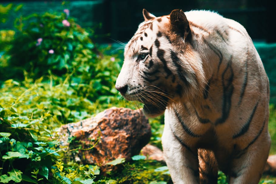 Close-up Photography Of Tiger, Angry, Animal, Animal - Tiger - HD Wallpaper 