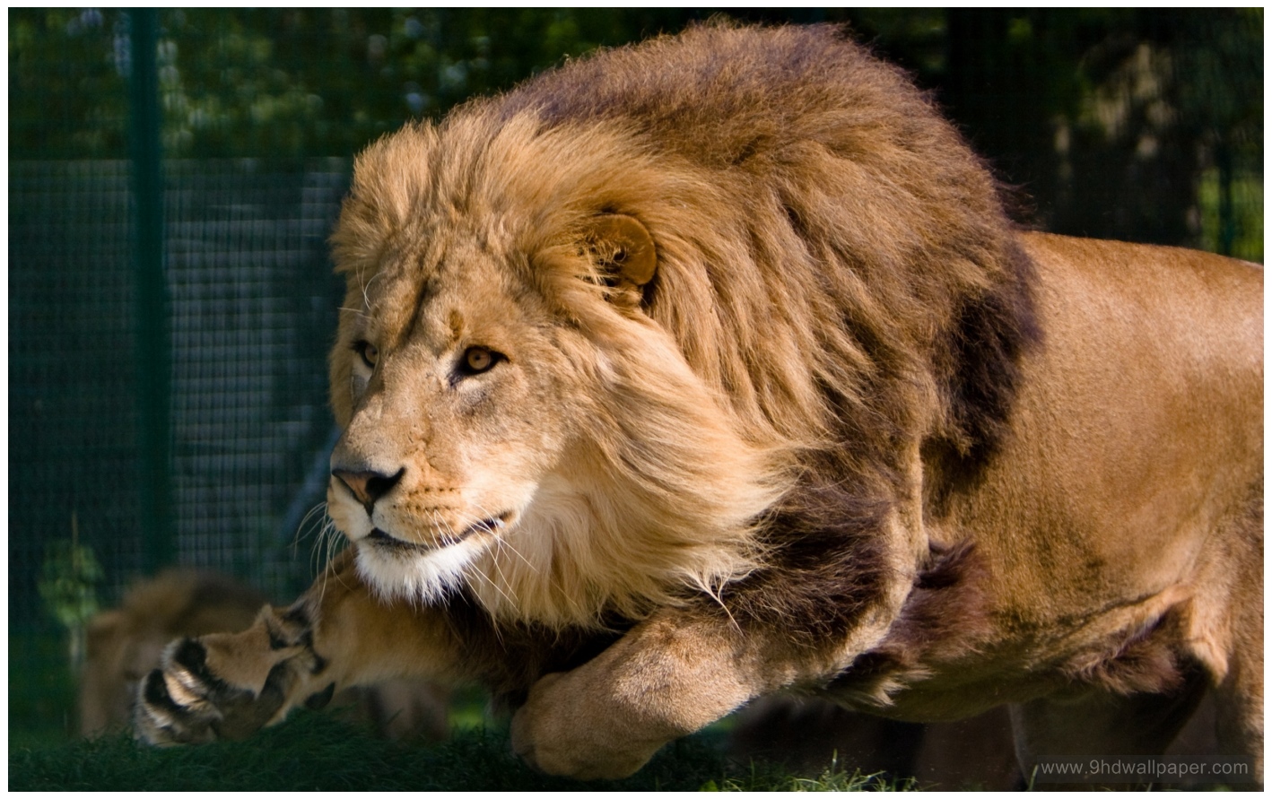 Wallpaper - HD Wallpaper 