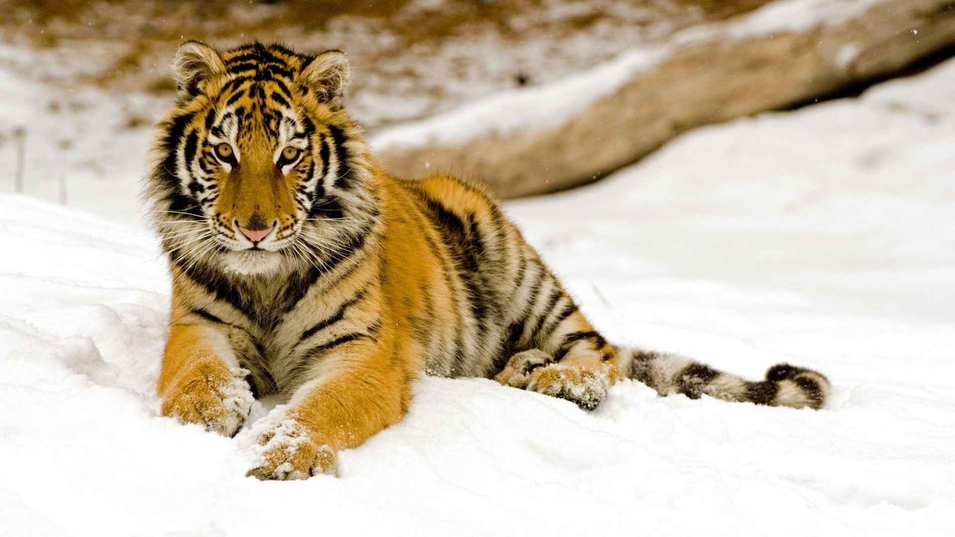 Tiger Animal Wallpapers By Wallpaperxyz - Wildlife Wallpaper Hd - HD Wallpaper 