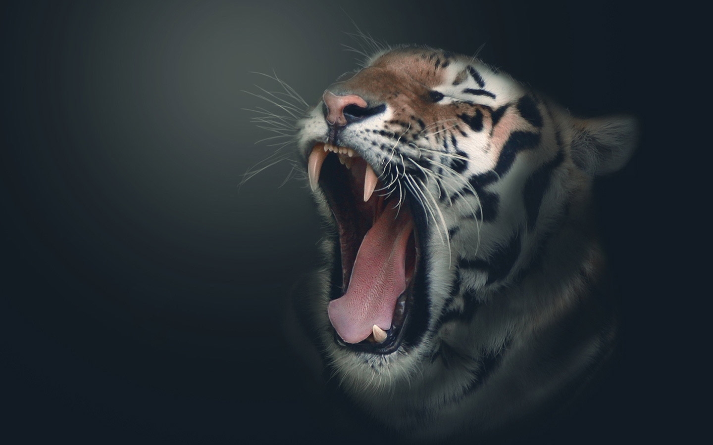 Tigre Wallpaper - Hd Wallpaper Tiger Images Download - HD Wallpaper 