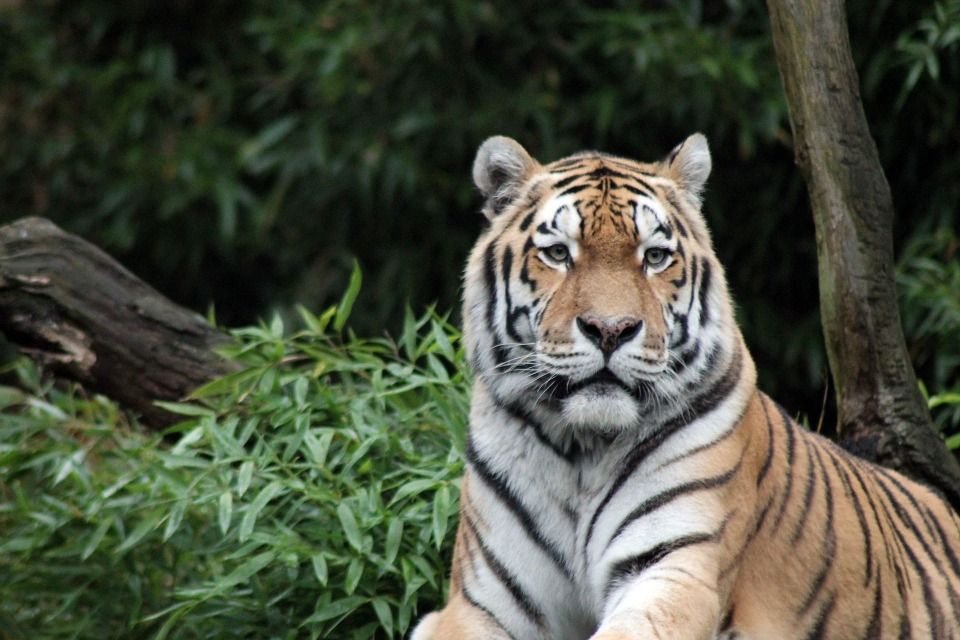 Tiger Wallpapers Free Download Free Desk Wallpapers - Animals Which Are Not Mammals - 960x640 Wallpaper Tiger Wallpapers Free Download Free Desk Wallpapers - Animals Which Are Not Mammals - 960x640 Wallpaper