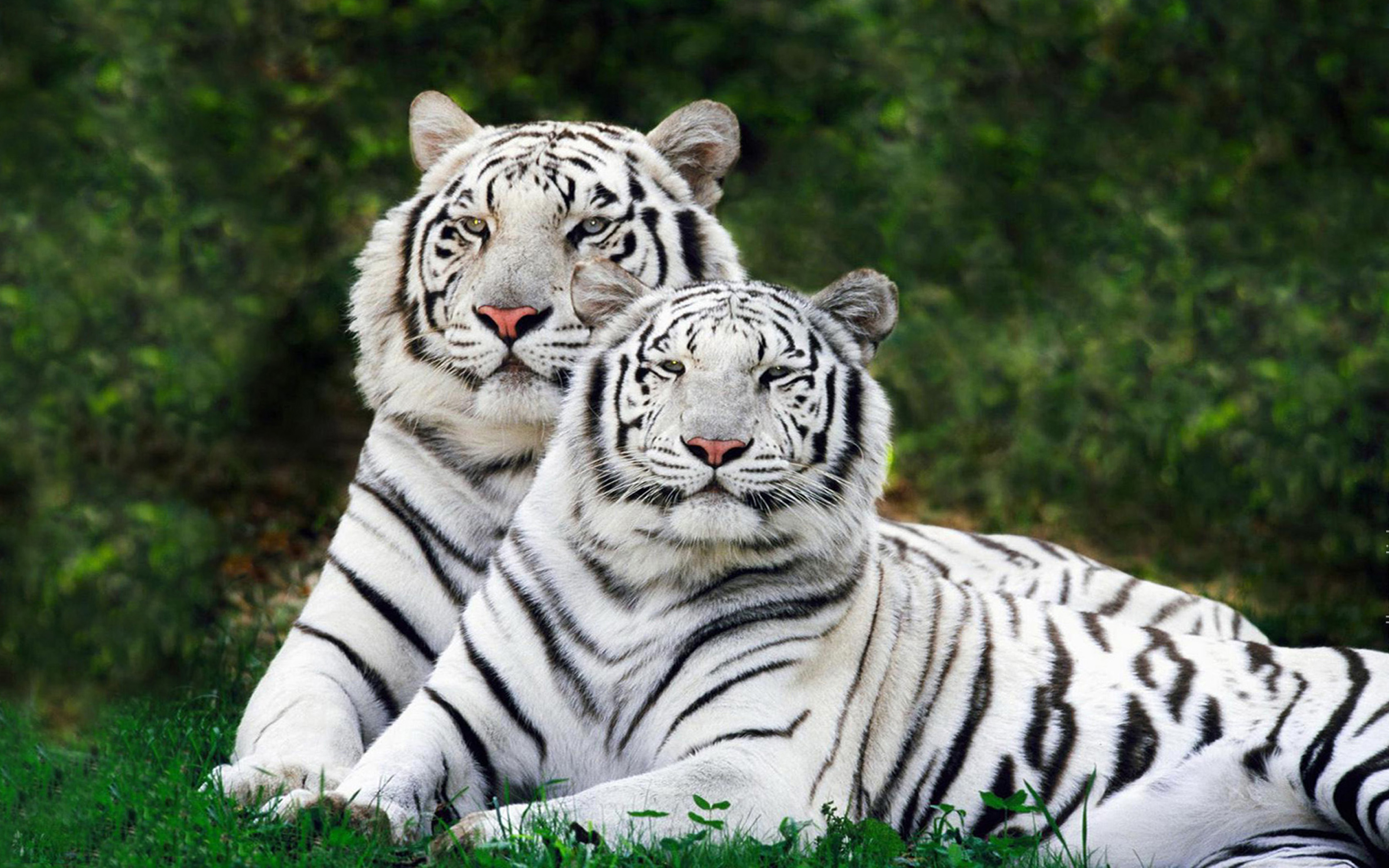 Information On Bengal Tiger - 3840x2400 Wallpaper 