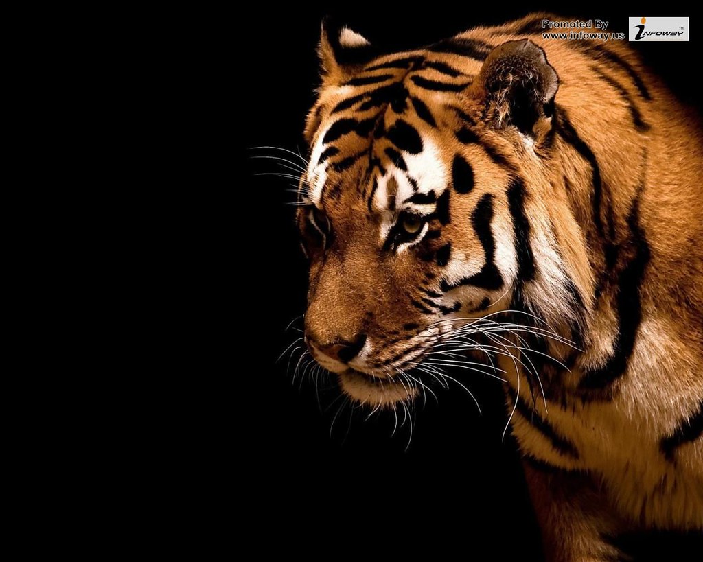 Tiger Quotes Confidence - HD Wallpaper 