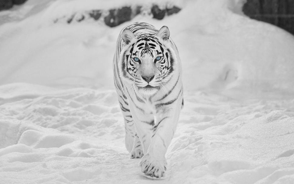 Snow Tiger Animals Tigers Hd Wallpaper,animals Wallpaper,tigers - Siberian Snow White Tiger - HD Wallpaper 