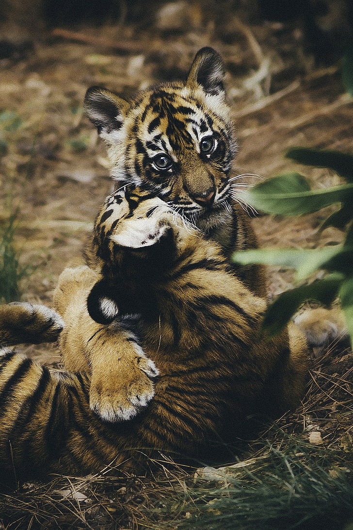 Fondos De Pantalla De Tigre Y Gato - HD Wallpaper 