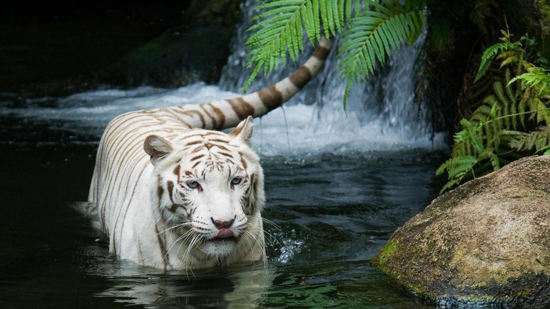 White Tiger Wallpaper Hd 1080p - HD Wallpaper 