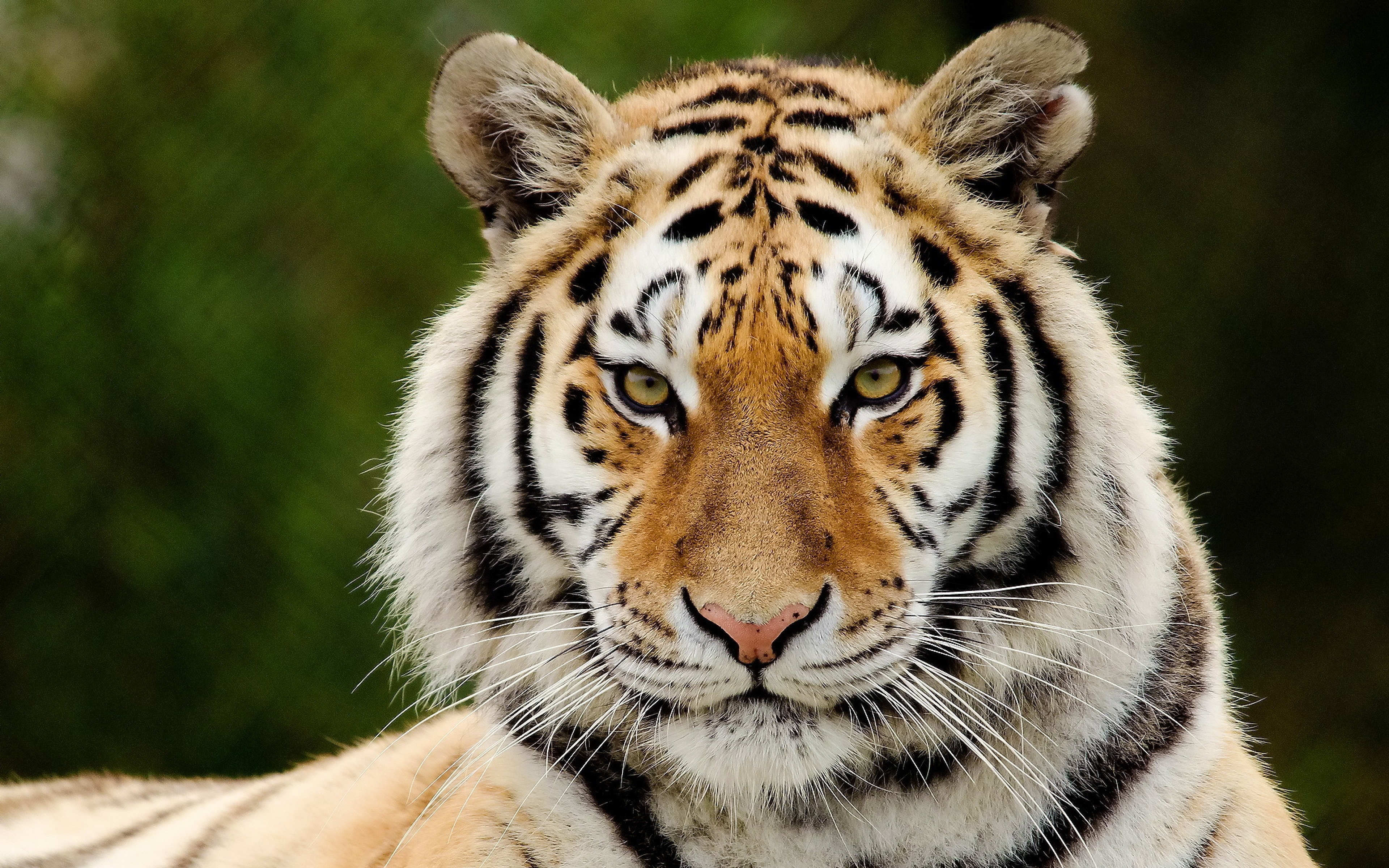 Download Wallpaper Tiger, Predator, Big Cat, Face, - Dartmoor Zoological Park - HD Wallpaper 