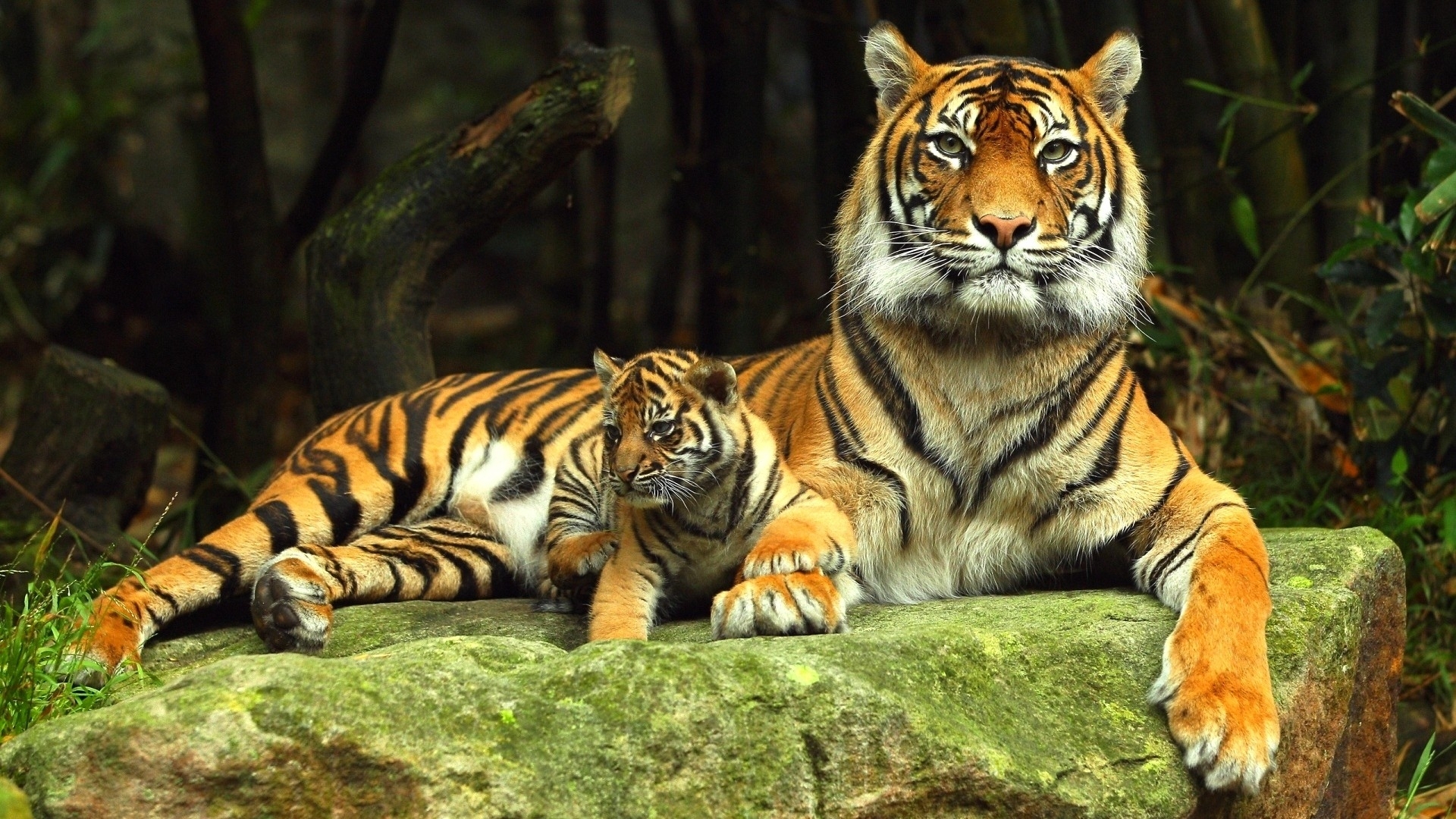 Tiger Desktop Backgrounds - HD Wallpaper 