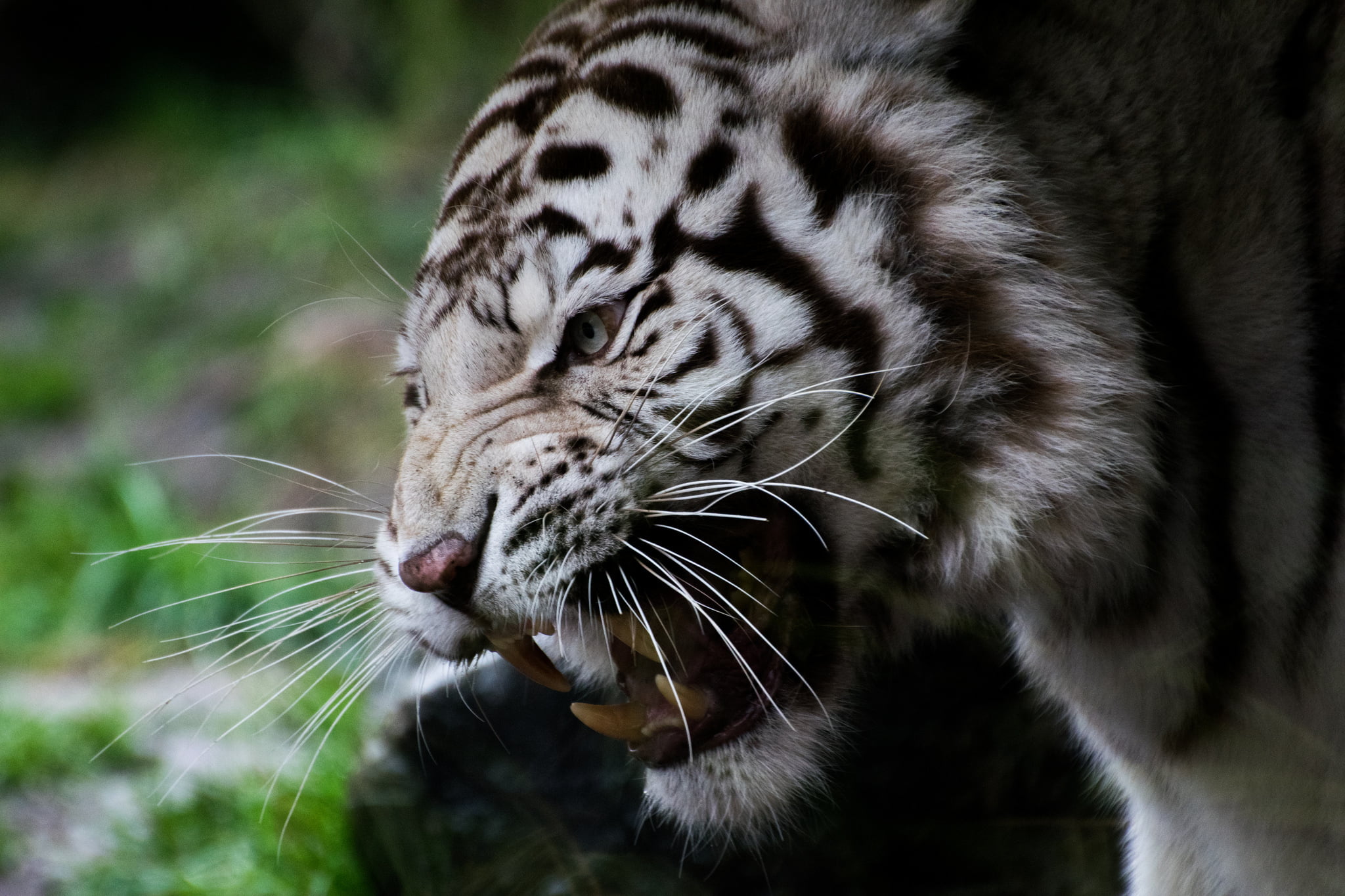 Angry Face White Tiger - HD Wallpaper 