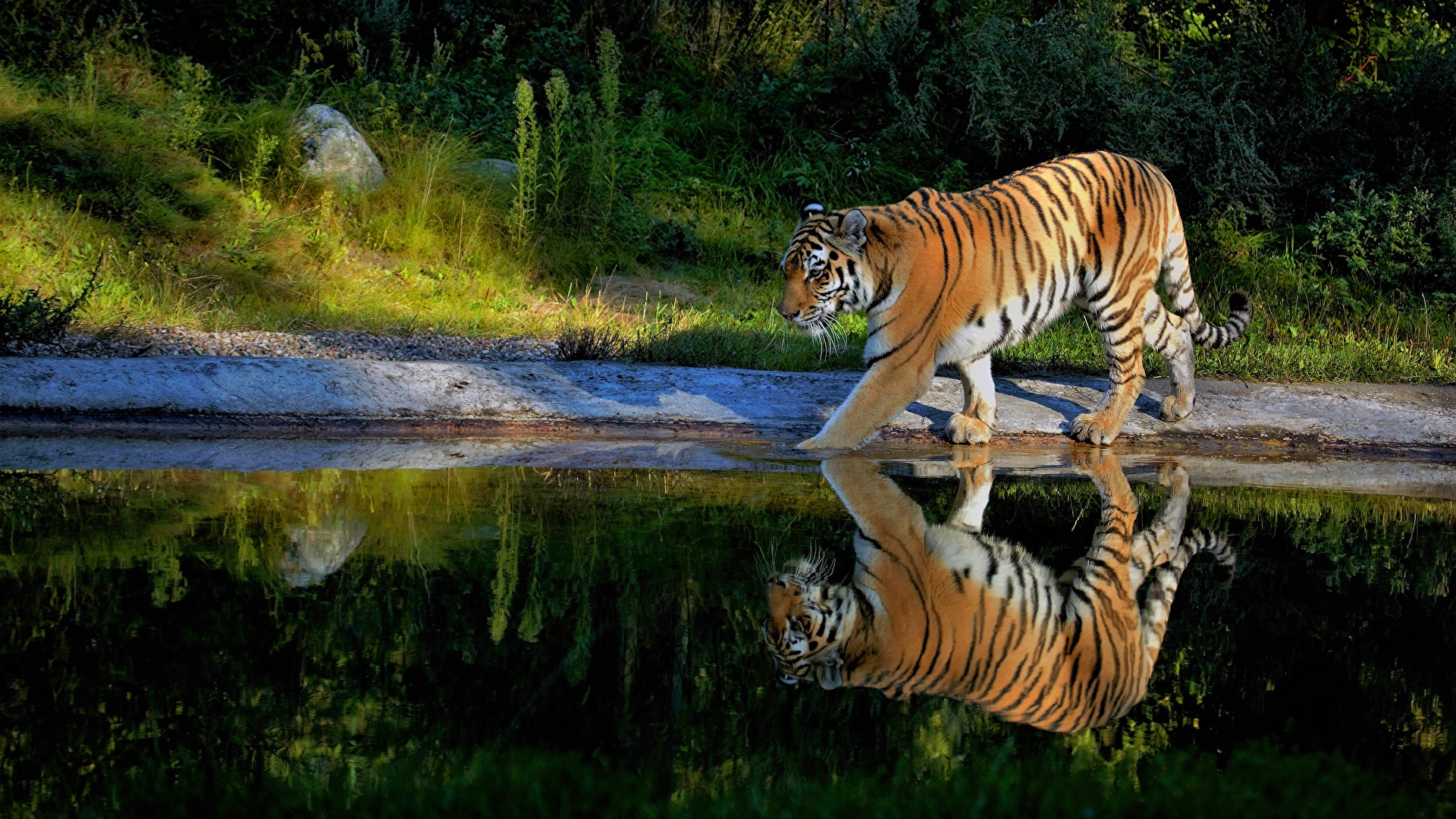 Tiger Hd Wallpapers 1920x1080 - HD Wallpaper 