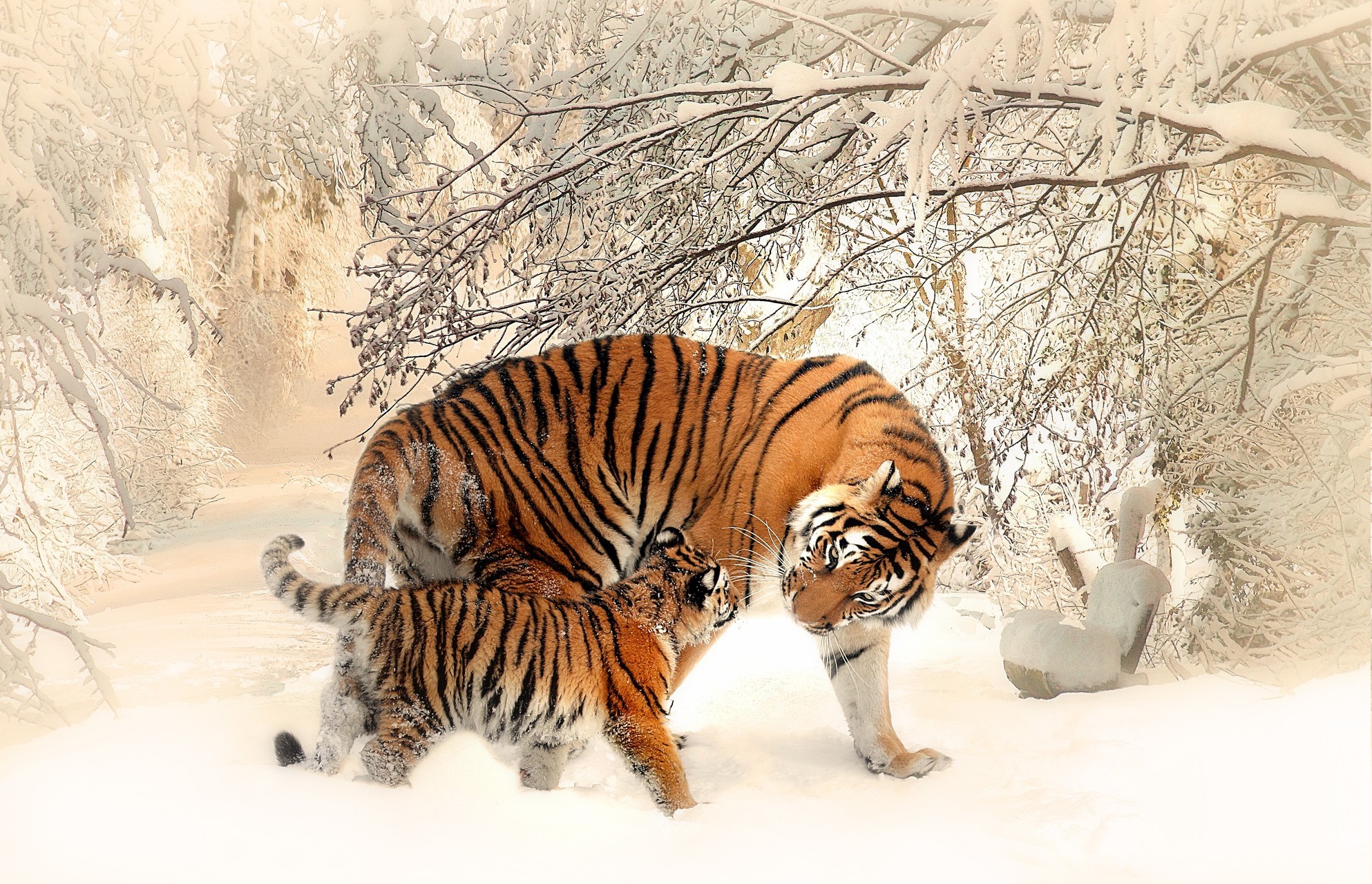 Download Hd Wallpapers Of 306220-tiger, Snow, Winter, - Mom And Baby Tiger - HD Wallpaper 