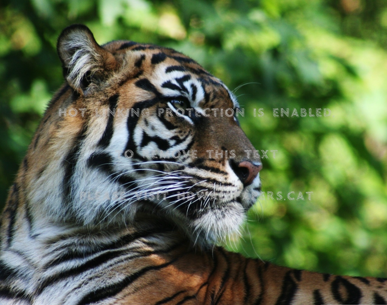 Tigre De Bengala Fauna Felino Lindo Animal - Tiger - HD Wallpaper 