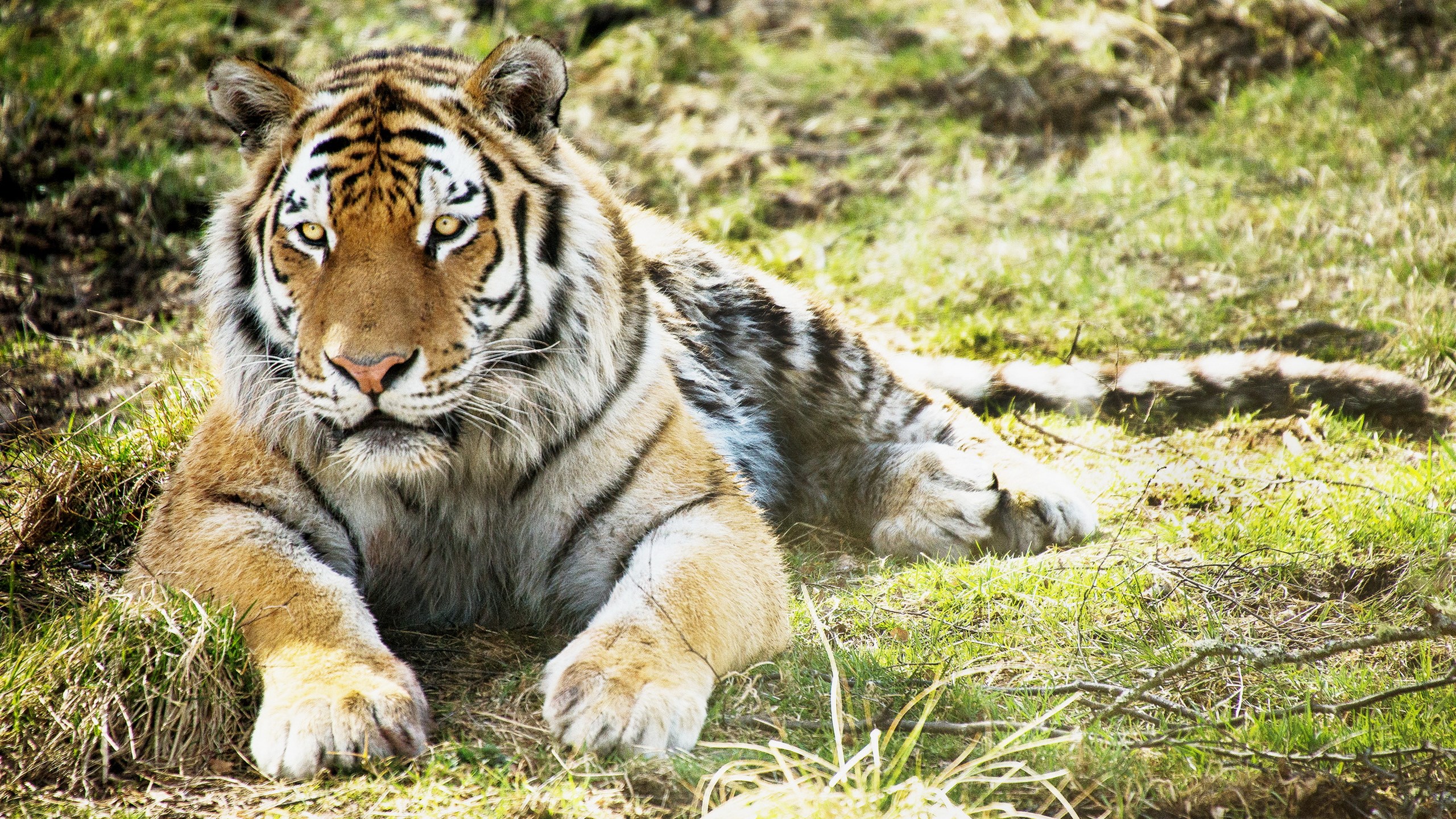 Tierpark Berlin - HD Wallpaper 