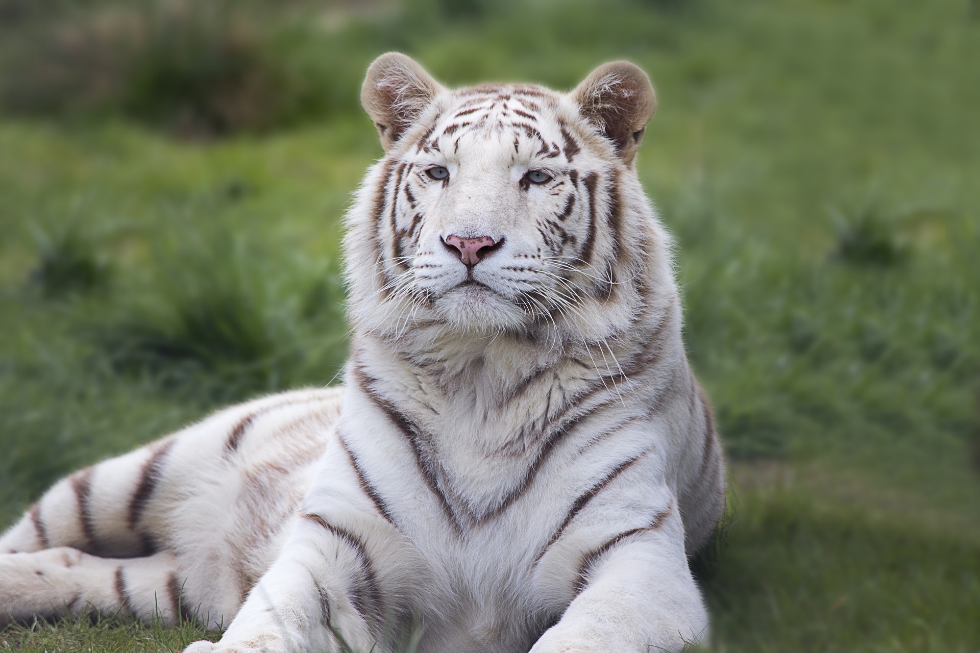 Royal White Bengal Tiger Hd Wallpapers Free Download - Vandalur Zoo White Tiger - HD Wallpaper 