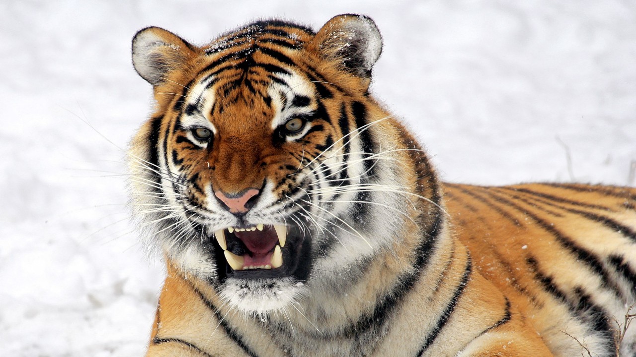Tiger, Muzzle, Grin Wallpapers - Скачать Картинки С Тигром На Телефон - HD Wallpaper 