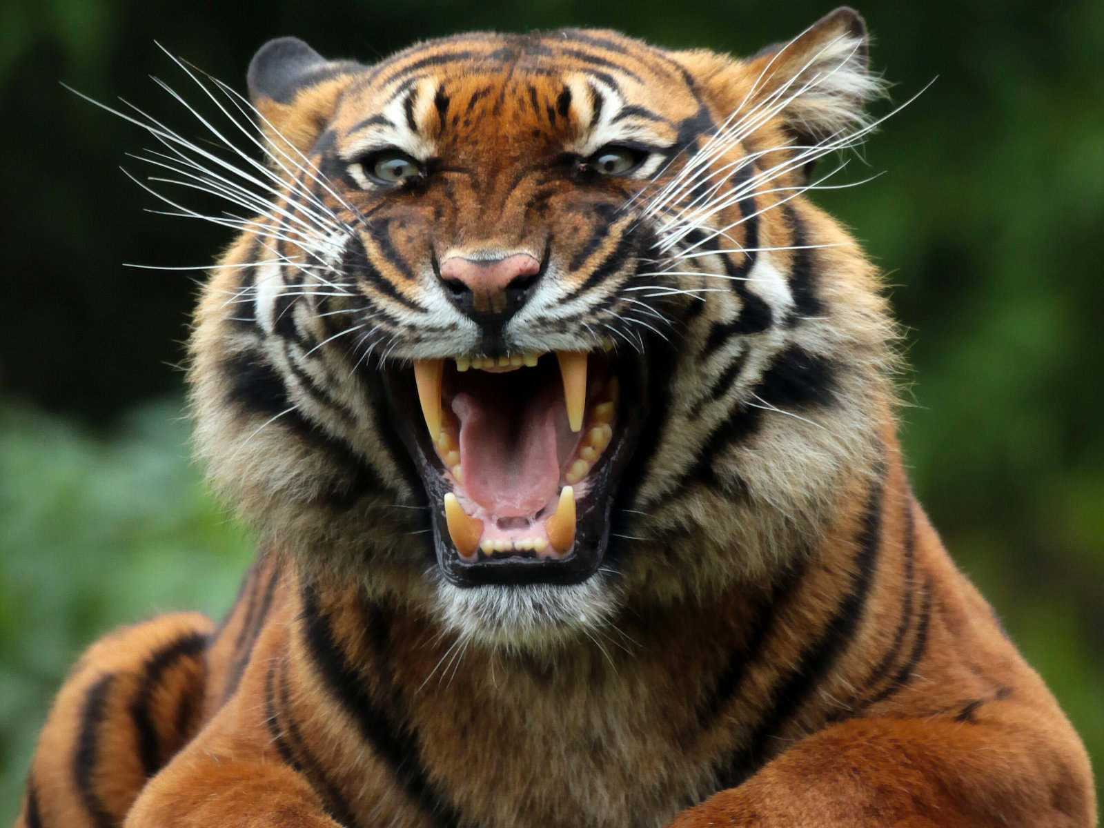 Tiger, Landon Benitez For Mobile, Be/64 - Danger Tiger Hd - 1600x1200 Wallpaper Tiger, Landon Benitez For Mobile, Be/64 - Danger Tiger Hd - 1600x1200 Wallpaper
