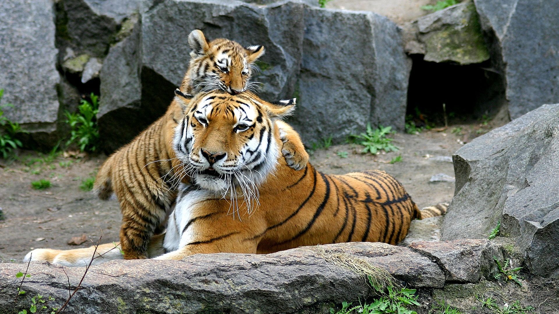 Tiger Images Hd With Cub - HD Wallpaper 