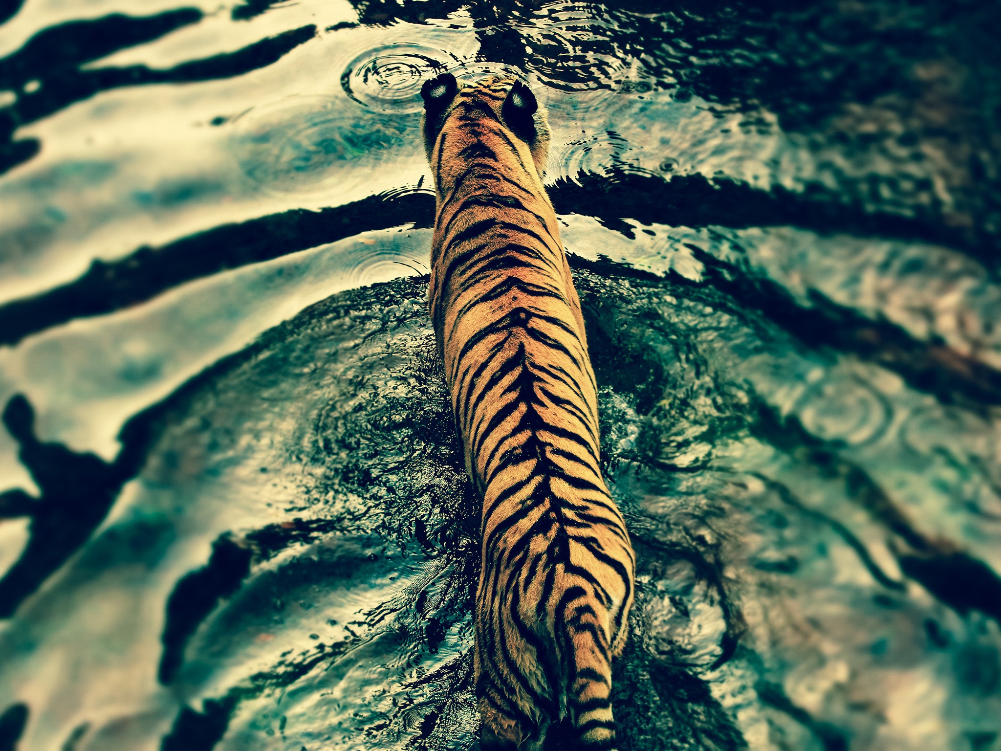 Tiger In Water - HD Wallpaper 