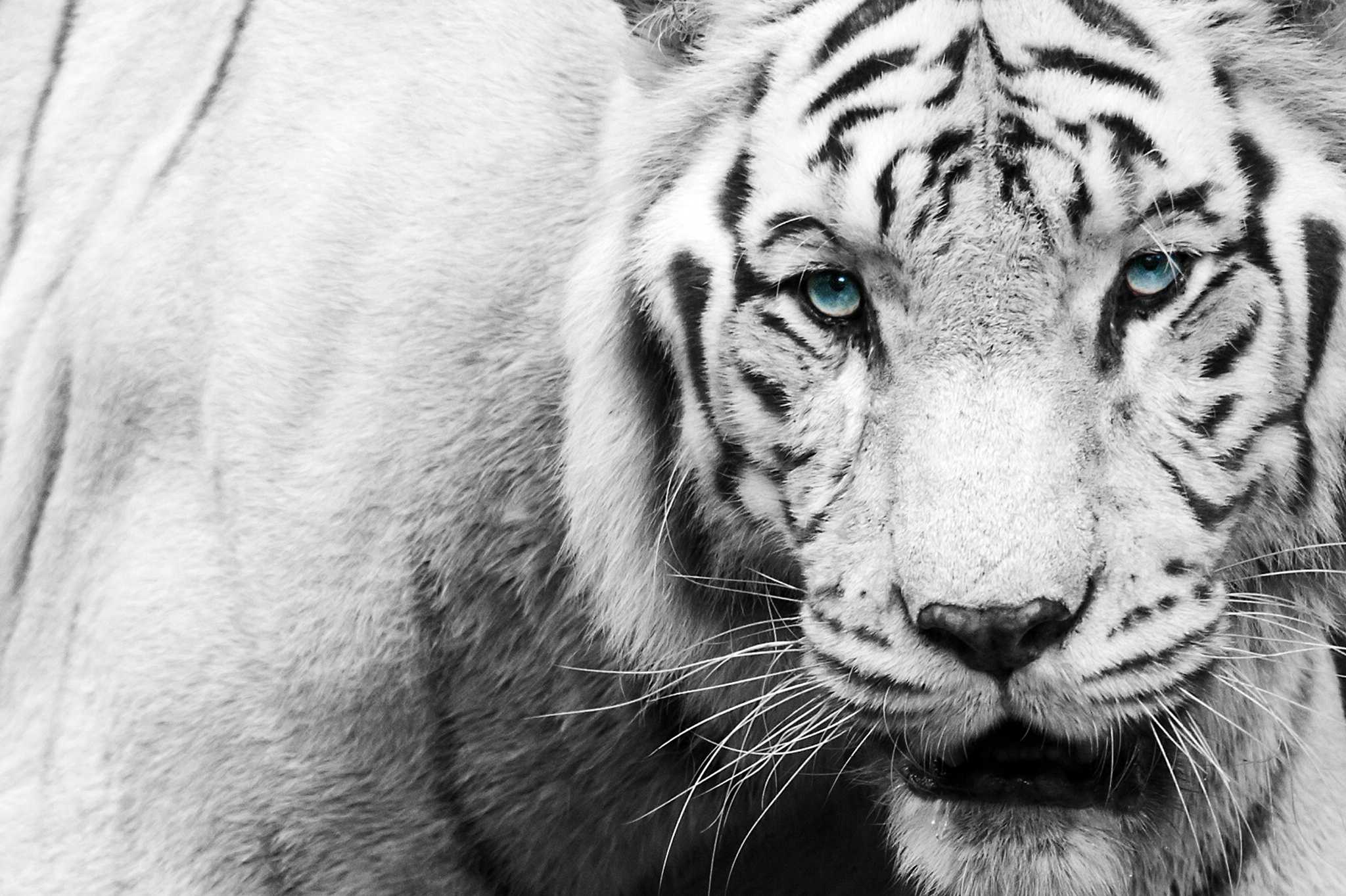 Black And White Tiger Wallpaper Iphone - HD Wallpaper 