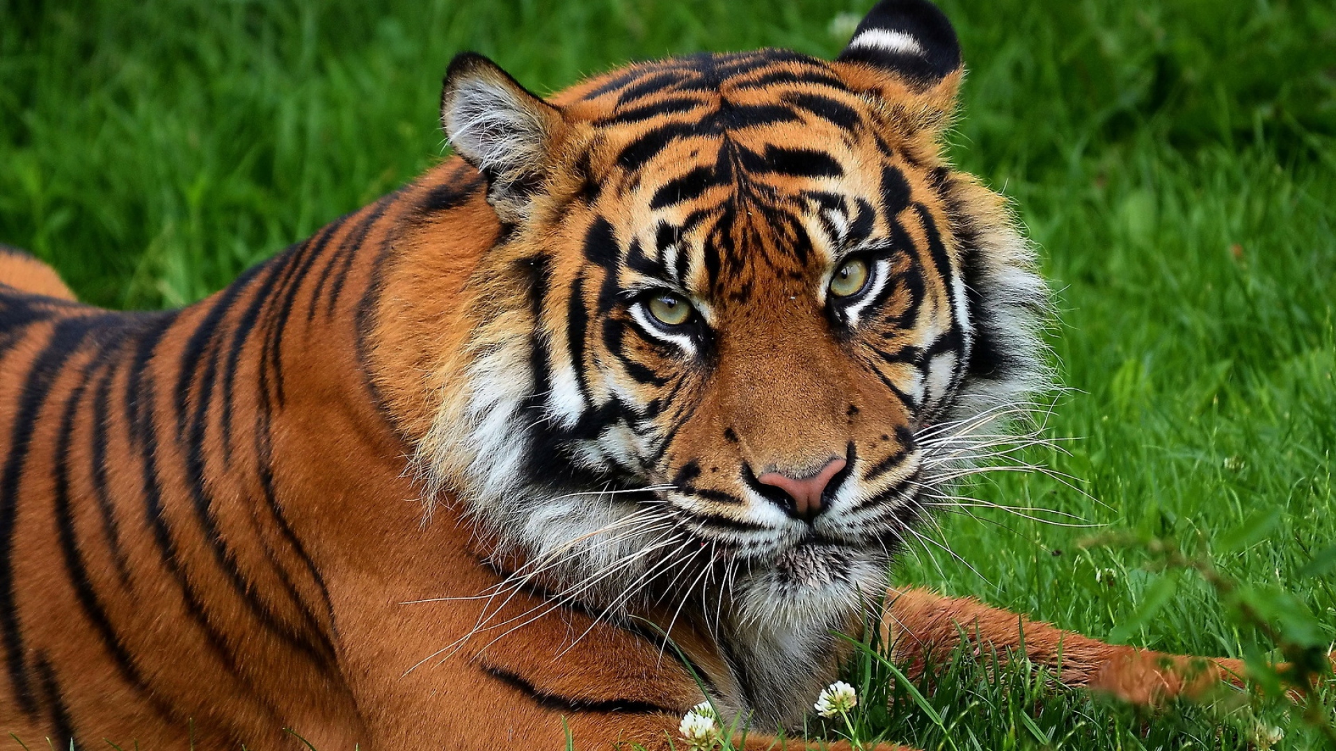 Tiger Wallpaper Full Hd - Angry Big Tiger - 1920x1080 Wallpaper Tiger Wallpaper Full Hd - Angry Big Tiger - 1920x1080 Wallpaper