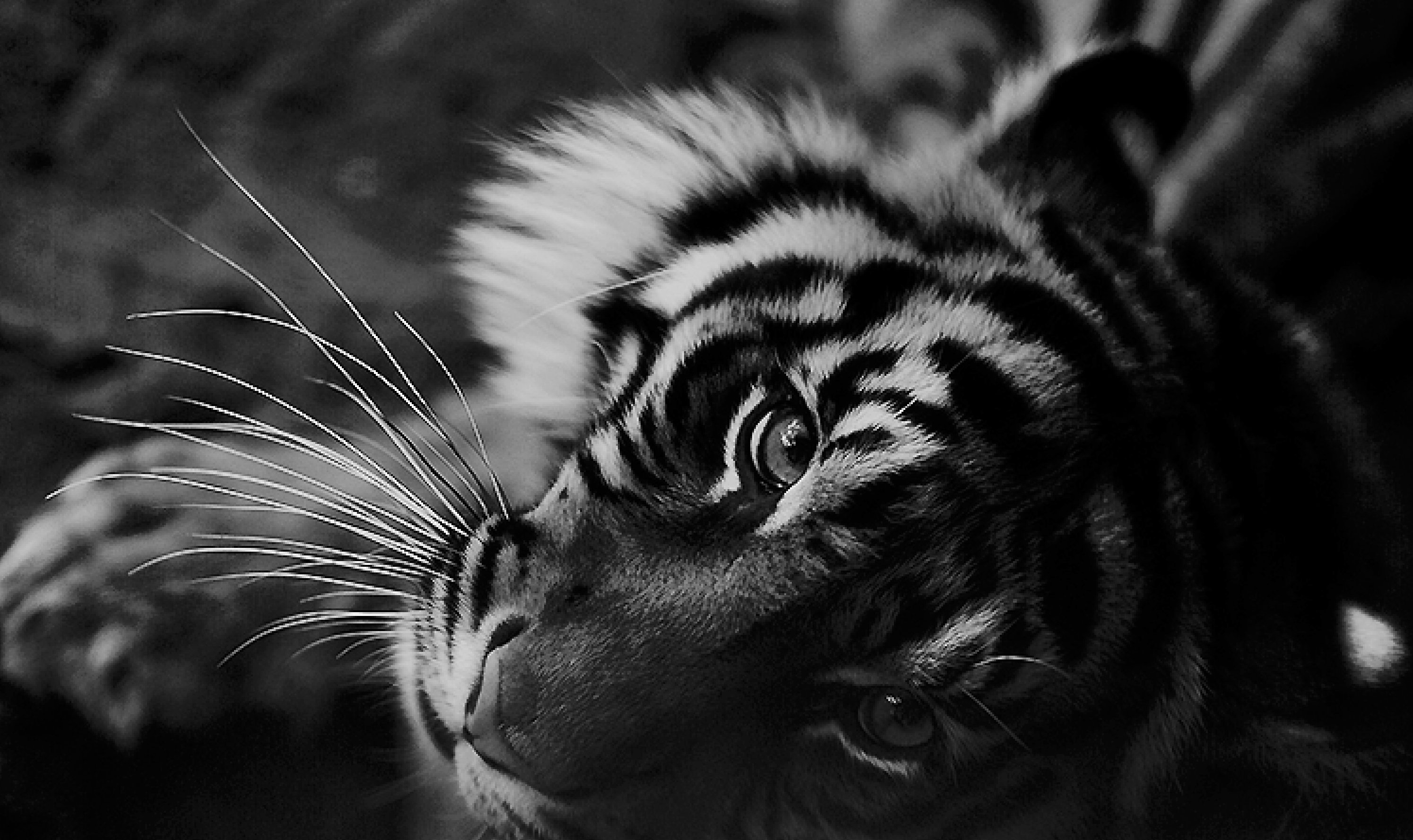 Tigre Sombras - HD Wallpaper 