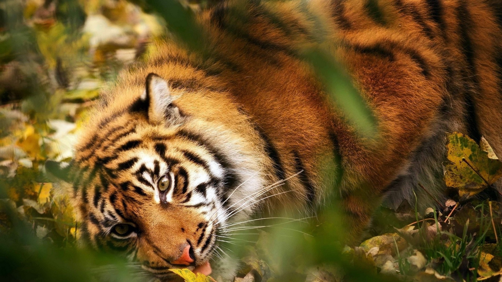 Bengal Tiger - HD Wallpaper 