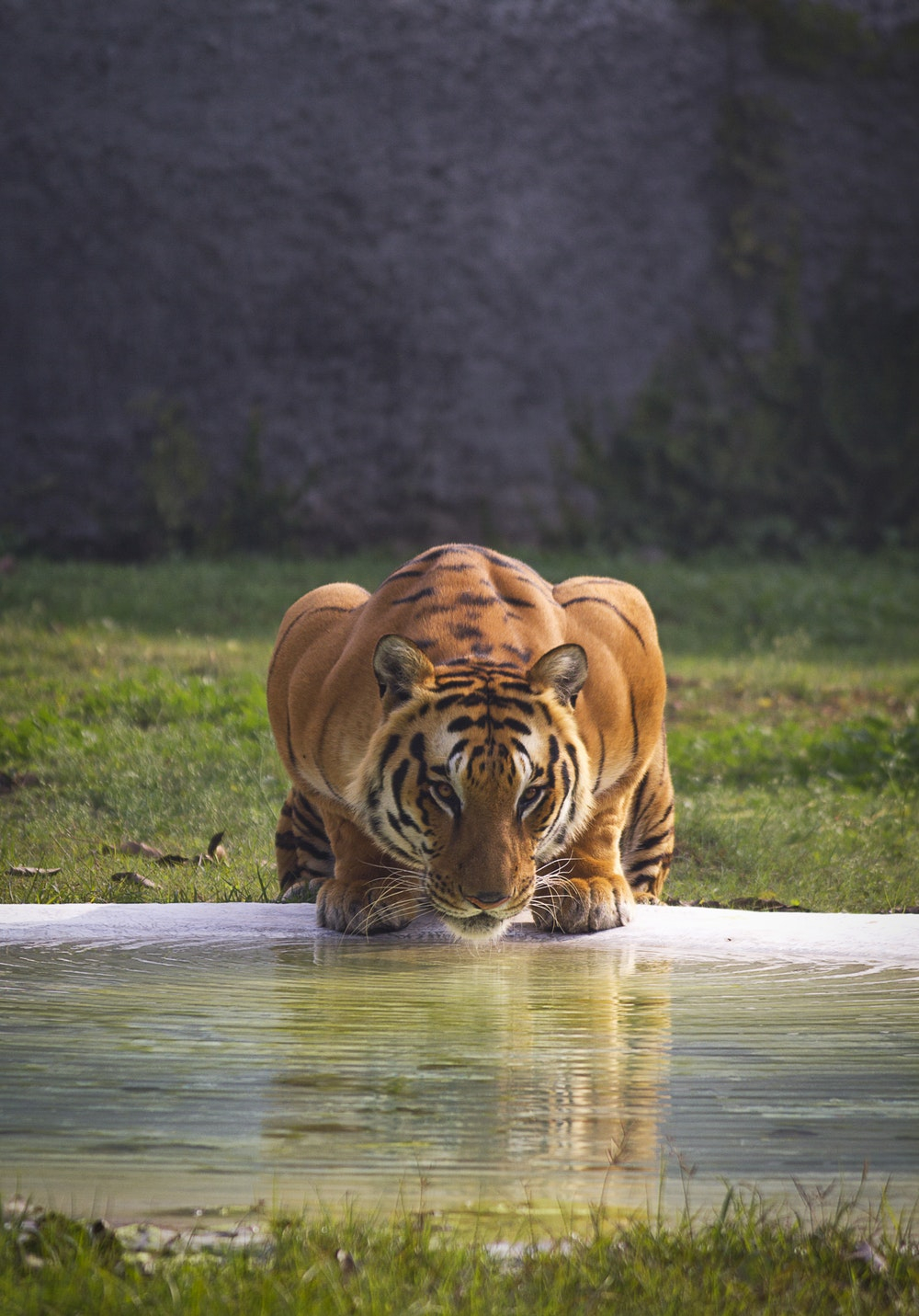 Tiger Hd Photos Free Download - Tiger Drinking Water - HD Wallpaper 