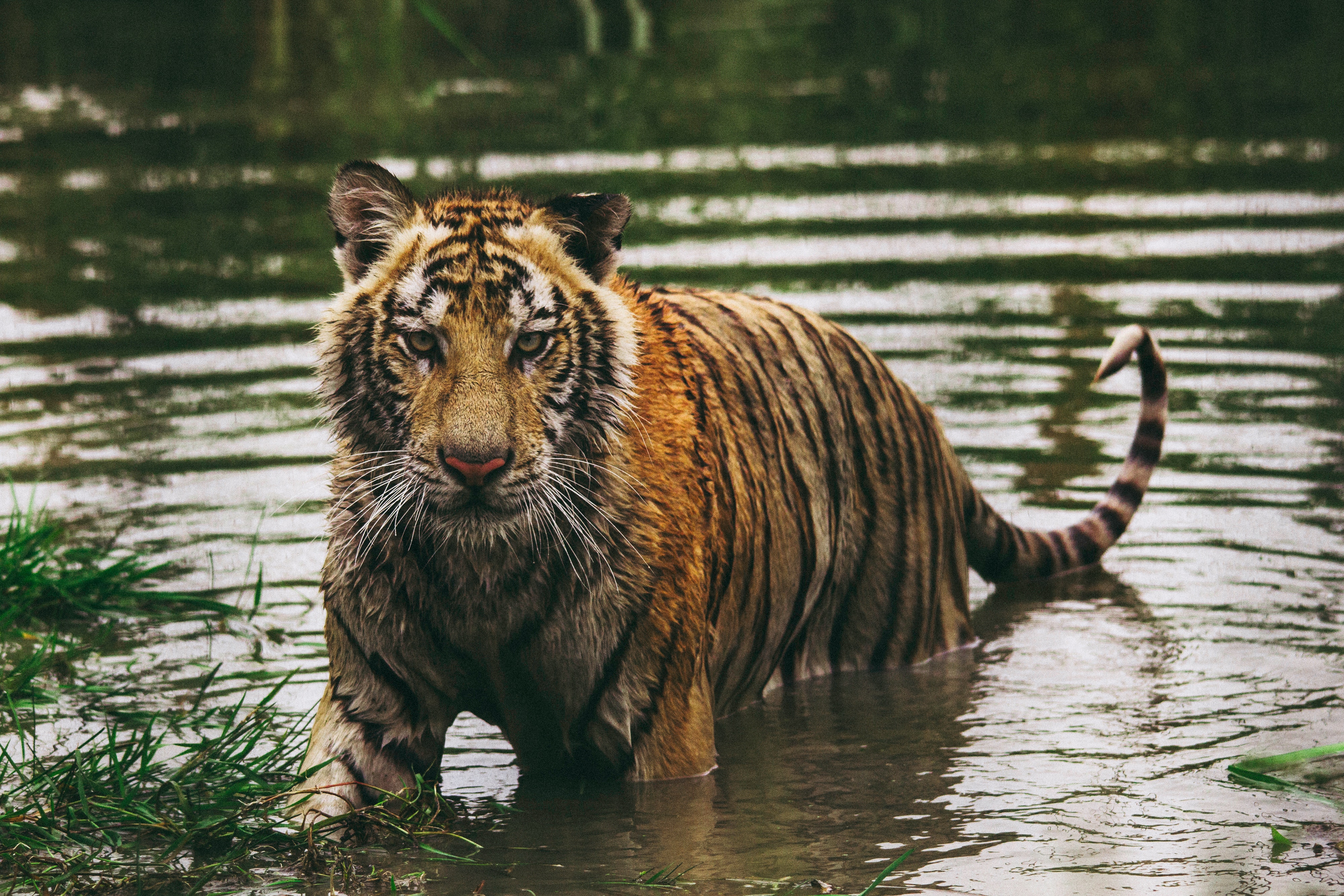 Wallpaper Tiger, Predator, Water, Wet - Ultrahd Tiger In Water - HD Wallpaper 