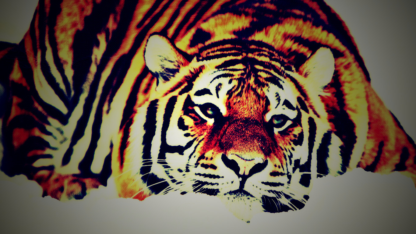 Beautiful Tiger Sprawled Out Lomo Hd Wallpaper - Hd 1080p - HD Wallpaper 