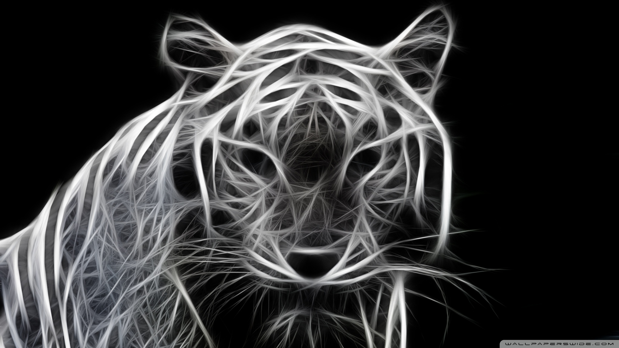 White Tiger - HD Wallpaper 