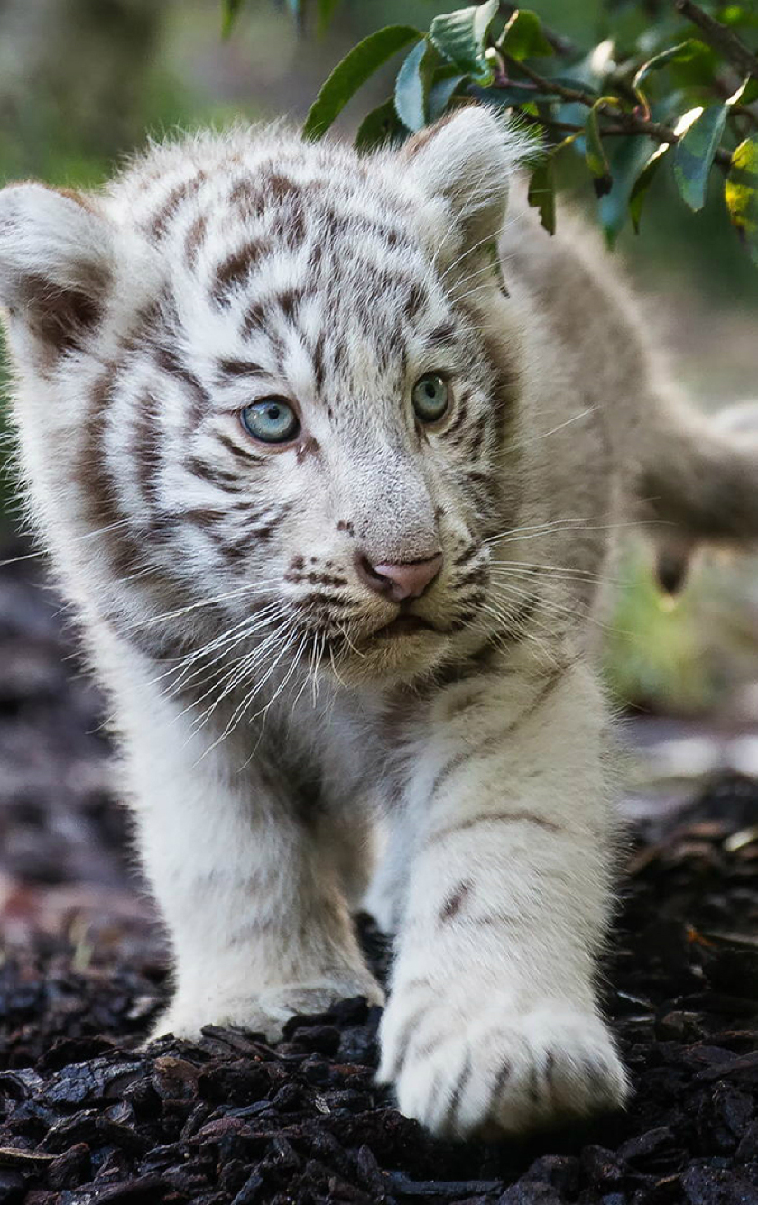 Baby Cute White Tiger - HD Wallpaper 