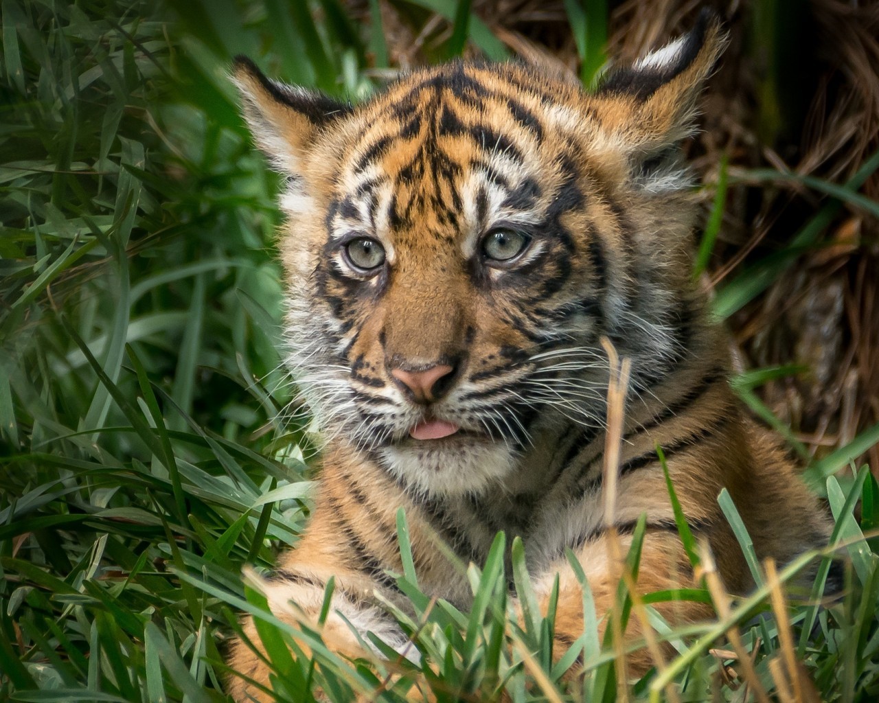 Cub Tiger, Cute, Predator, Grass - Siberian Tiger - HD Wallpaper 