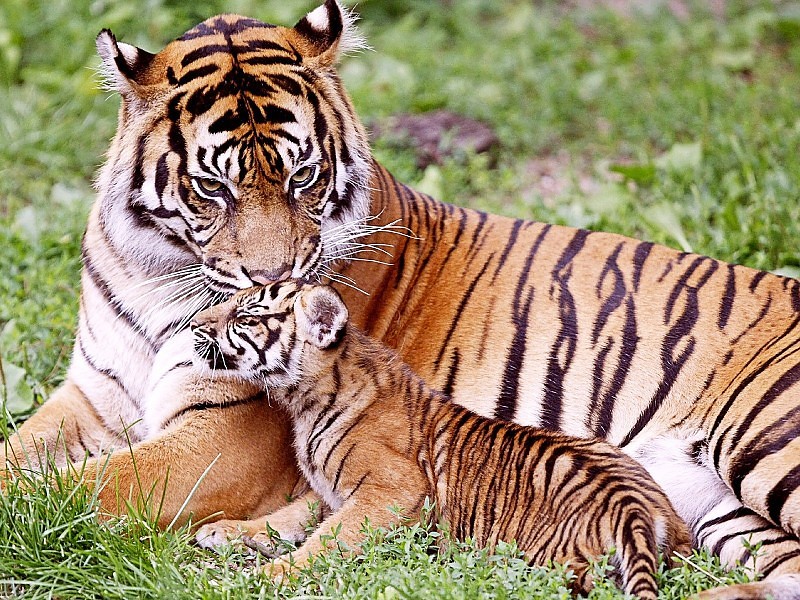 Tiger Seating With Baby Cub Wild Animal Hd Wallpapers - Baby Tiger With Their Mom - HD Wallpaper 