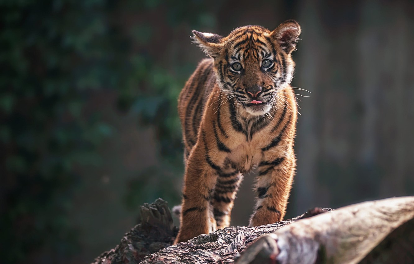 Photo Wallpaper Language, Look, Face, Nature, Tiger, - Tiger Cub High Resolution - HD Wallpaper 