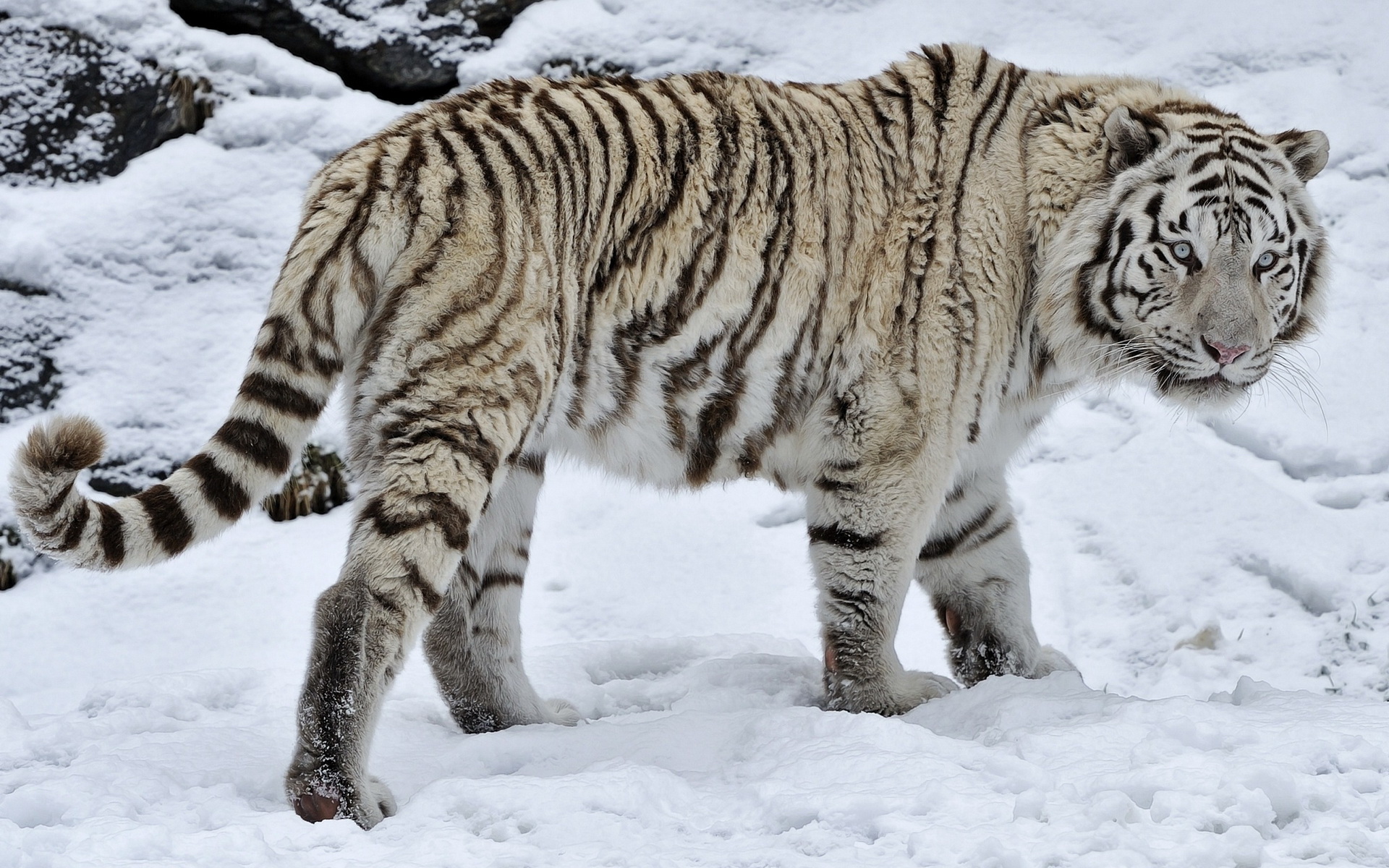 White Tiger In The Wild - HD Wallpaper 