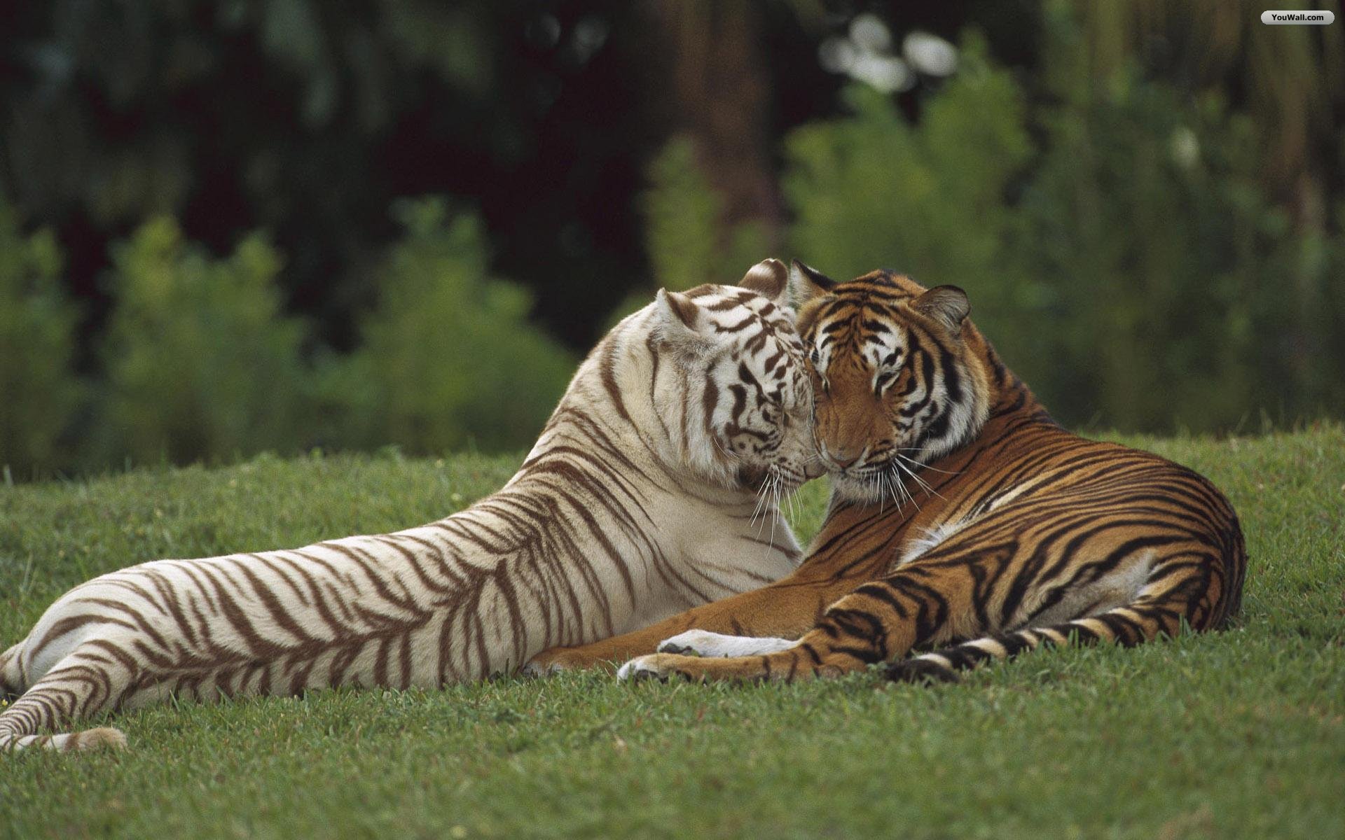 Tiger Hd Wallpapers Tiger Pictures Free Download P - Two Tigers In Love - HD Wallpaper 