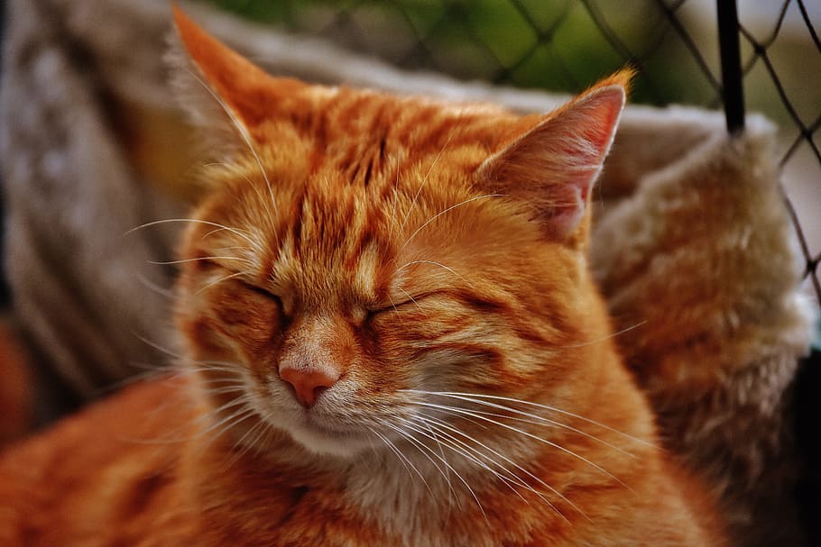 Orange Tabby Cat Closing Its Eyes, Red, Cute, Mackerel, - Red Cat