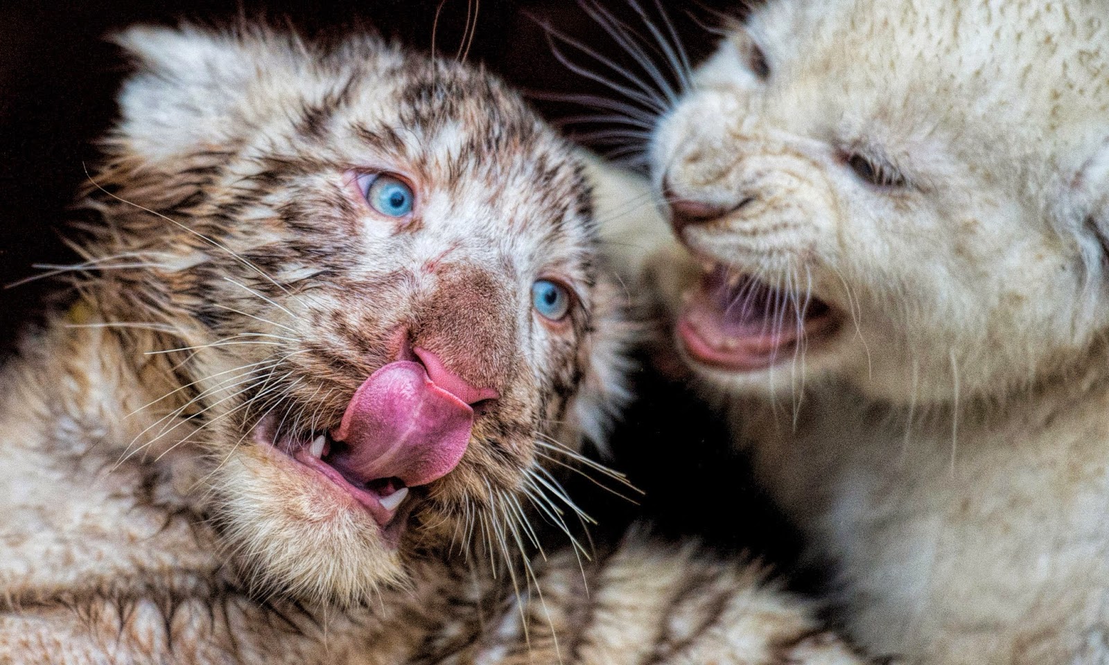 Tigerclan Images Cute Tiger Cubs Collage Hd Wallpaper - Black Lion White Lions Cubs - HD Wallpaper 