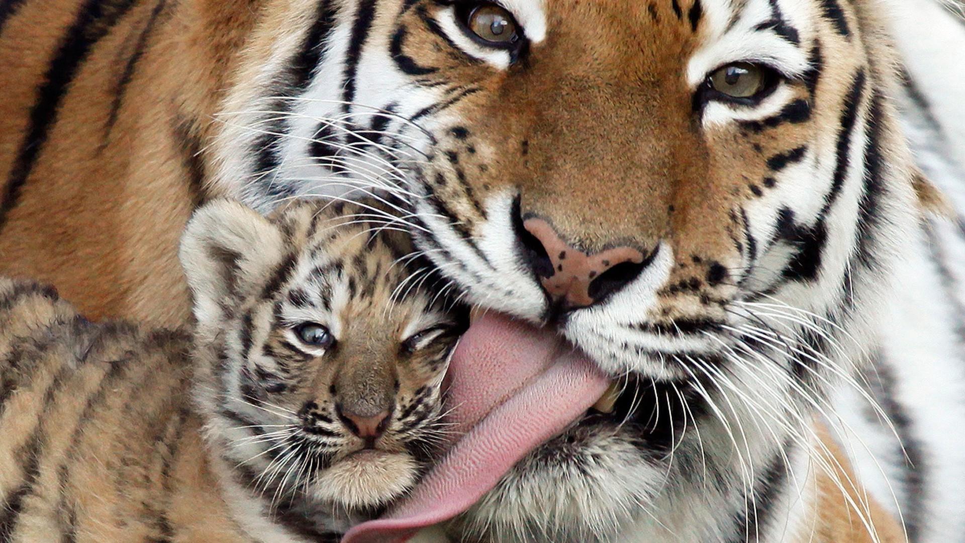 Baby Tiger Wallpapers For Desktop - HD Wallpaper 